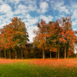 Leaf fall on green grass in autumn park, panorama