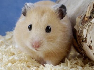 La-vida-de-un-hámster-3