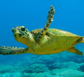 martin_caretta_2000x13391