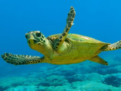 martin_caretta_2000x13391